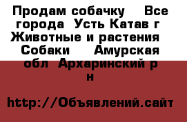 Продам собачку  - Все города, Усть-Катав г. Животные и растения » Собаки   . Амурская обл.,Архаринский р-н